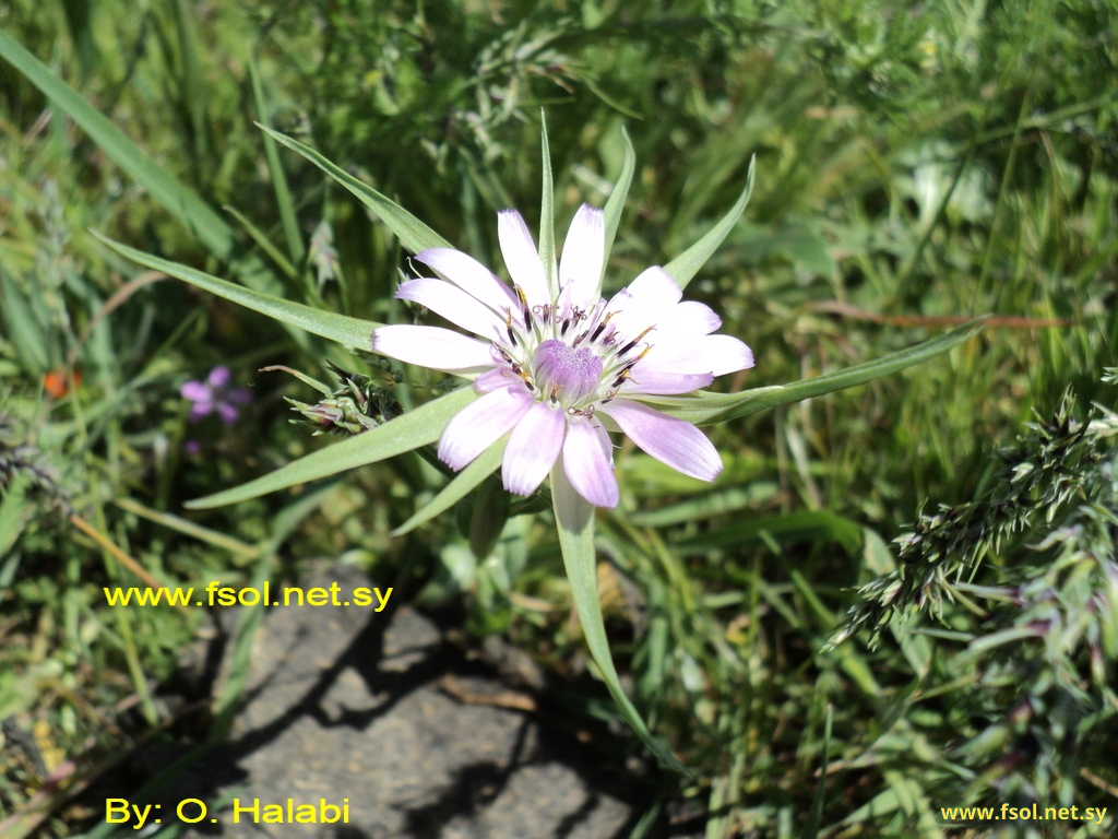 Tragopogon hybridum L.